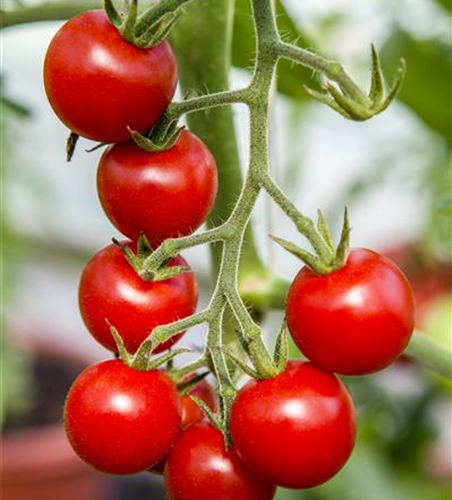 Hängetomate 'Brasil® Red'