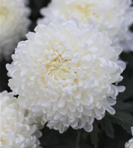 Großblumige Chrysantheme