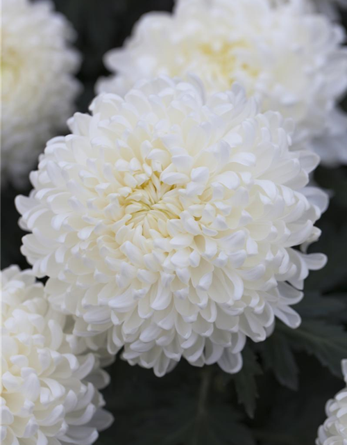 Großblumige Chrysantheme