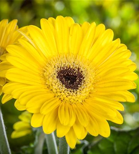 Gerbera 'Garvinea® Sweet Smile'