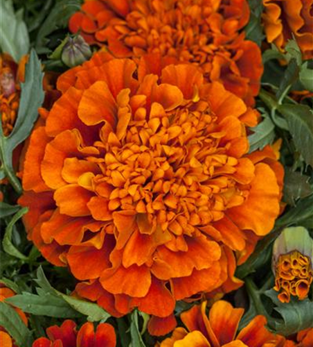 Studentenblume 'Texana® Fireball'