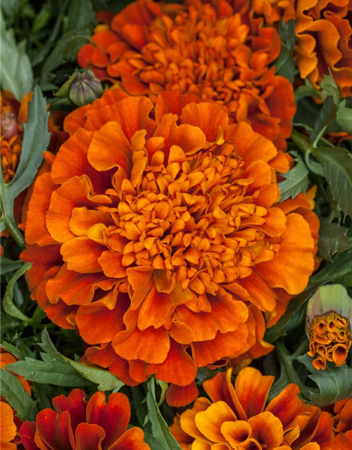 Studentenblume 'Texana® Fireball'