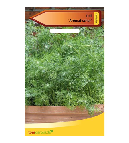 Dill 'Aromatischer'