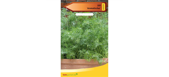 Dill 'Aromatischer'