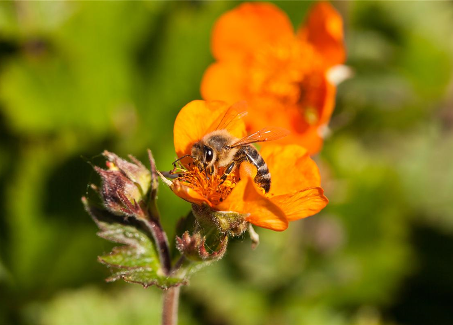 Bienenweide