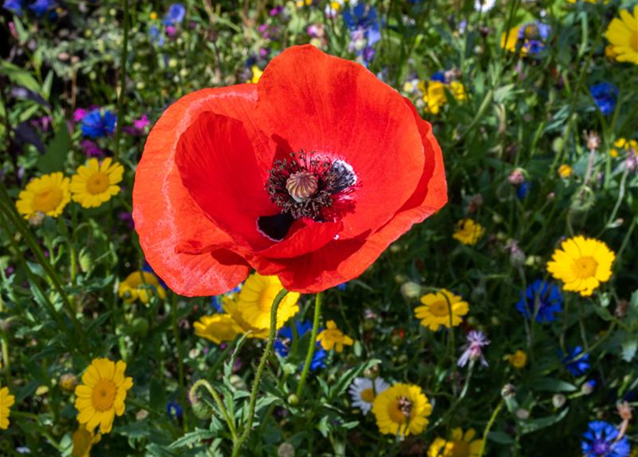 Bienenweide