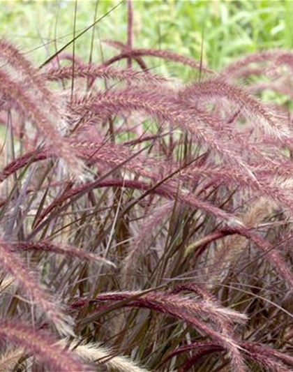 Federborstengras 'Rubrum'