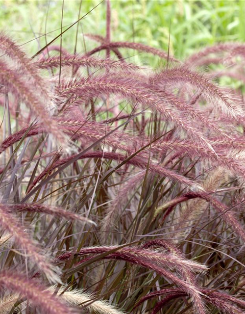 Federborstengras 'Rubrum'