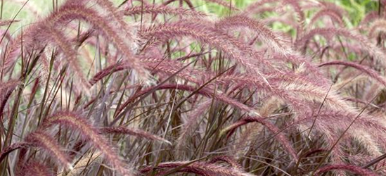 Federborstengras 'Rubrum'