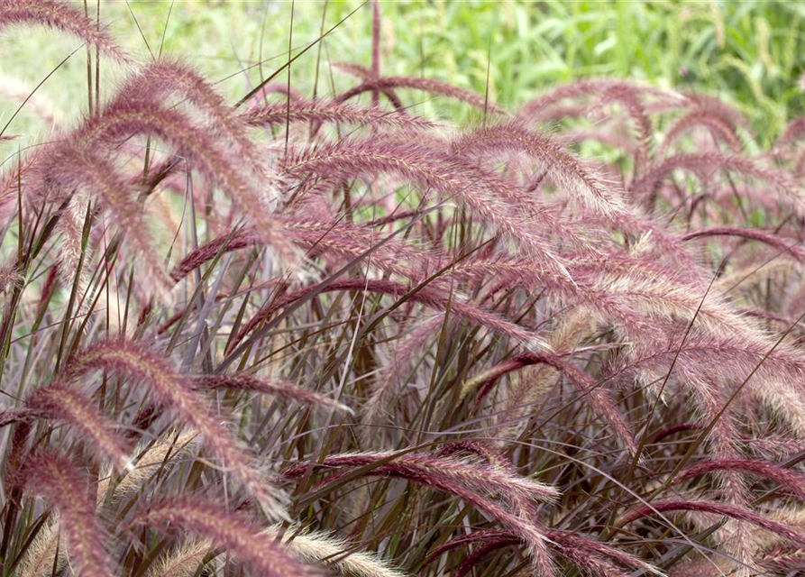 Federborstengras 'Rubrum'