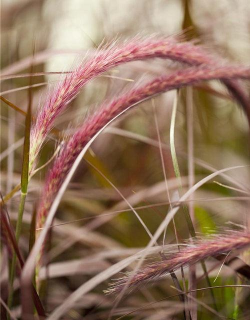 Federborstengras 'Rubrum'