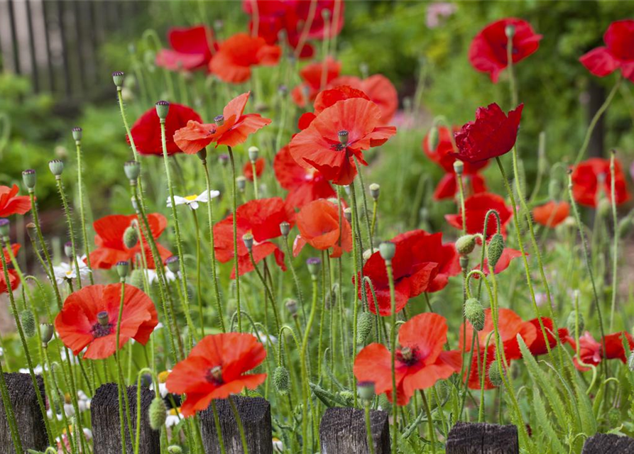 Klatsch-Mohn 'Emil'