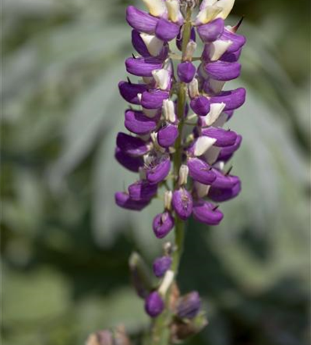 Garten-Lupine 'Russel'