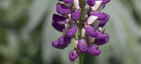 Garten-Lupine 'Russel'