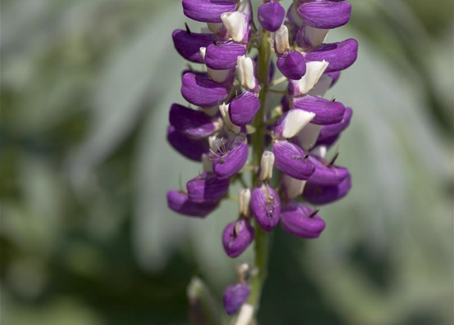 Garten-Lupine 'Russel'