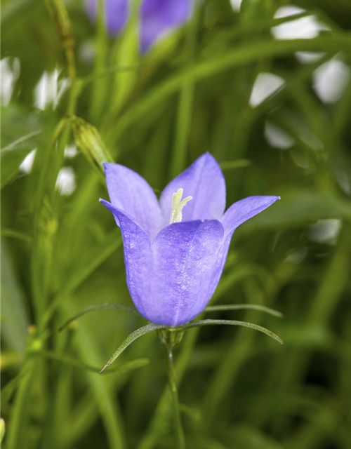 Marien-Glockenblume