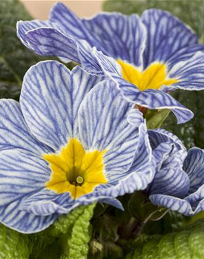 Primel 'Nautilus® Blue Vein'