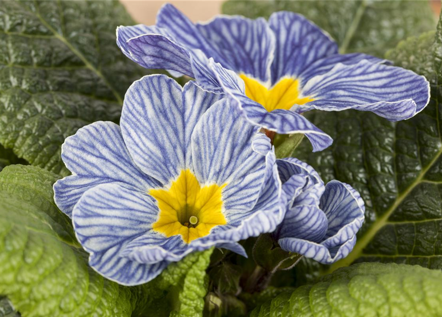 Primel 'Nautilus® Blue Vein'