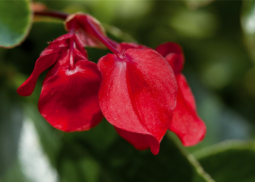 Drachenflügelbegonie 'Dragon Wing Red'