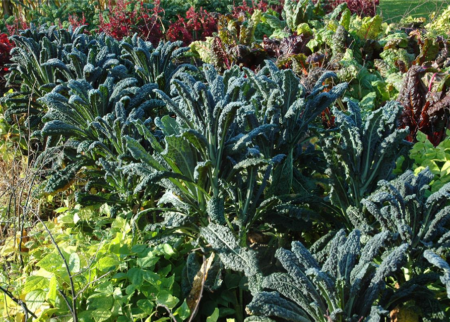 Palmkohl 'Nero di Toscana'