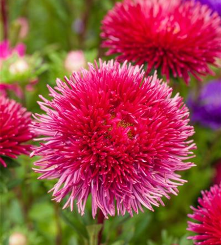 Straußenfelder-Aster 'Prachtmischung'