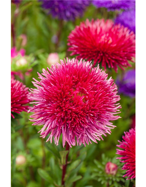 Pompom-Aster 'Gartenstolz'