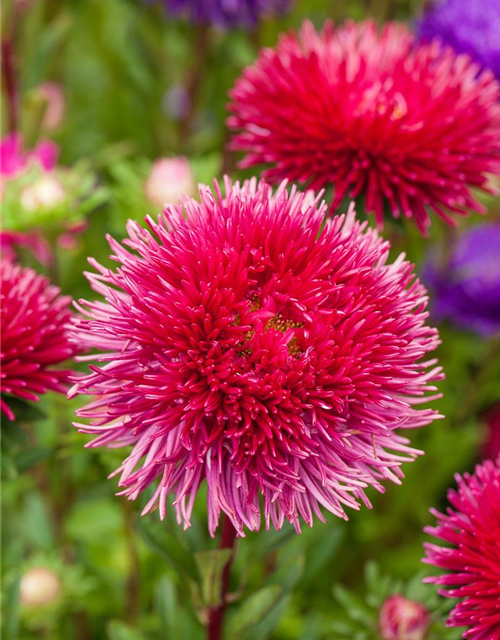 Straußenfelder-Aster 'Prachtmischung'