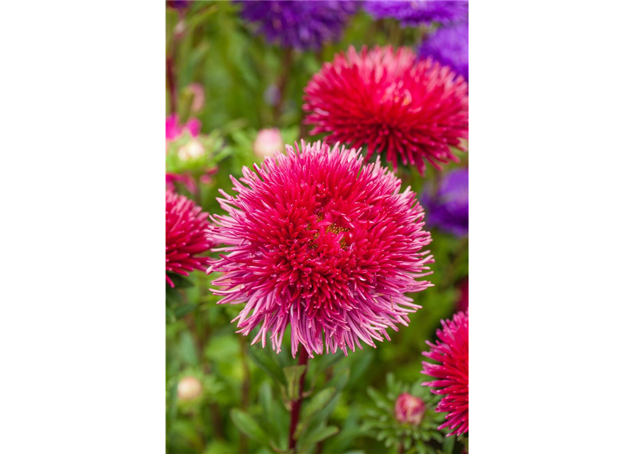 Pompom-Aster 'Gartenstolz'