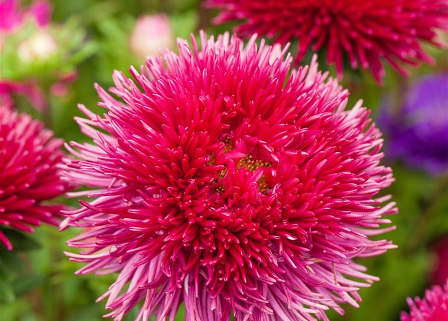 Straußenfelder-Aster 'Prachtmischung'