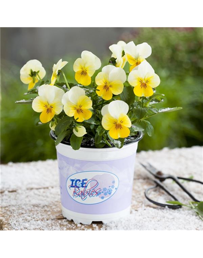 Mini-Winterveilchen 'Ice Babies® Cream Yellow Lip'