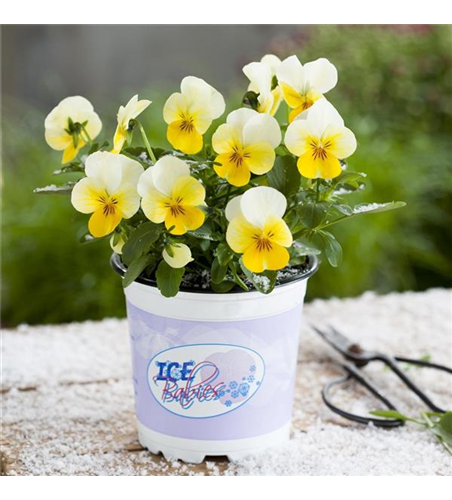 Mini-Winterveilchen 'Ice Babies® Cream Yellow Lip'