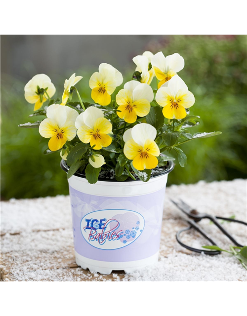 Mini-Winterveilchen 'Ice Babies® Cream Yellow Lip'