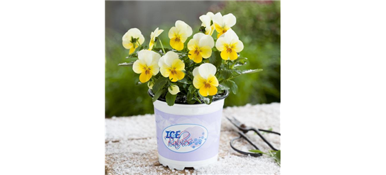 Mini-Winterveilchen 'Ice Babies® Cream Yellow Lip'