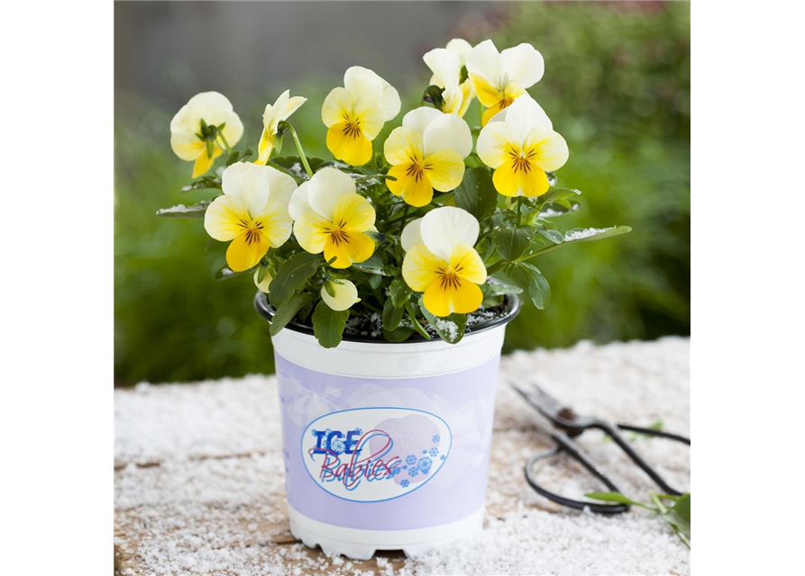 Mini-Winterveilchen 'Ice Babies® Cream Yellow Lip'