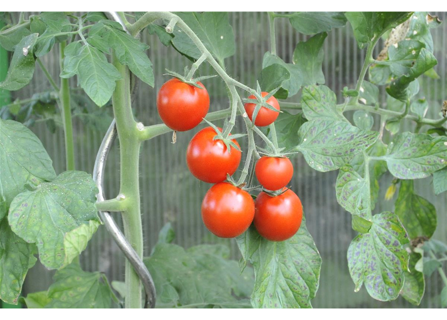 Tomate 'Picolino'