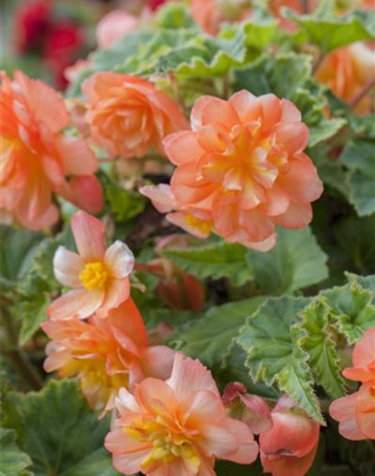 Girlanden-Begonie 'Illumination® Apricot'