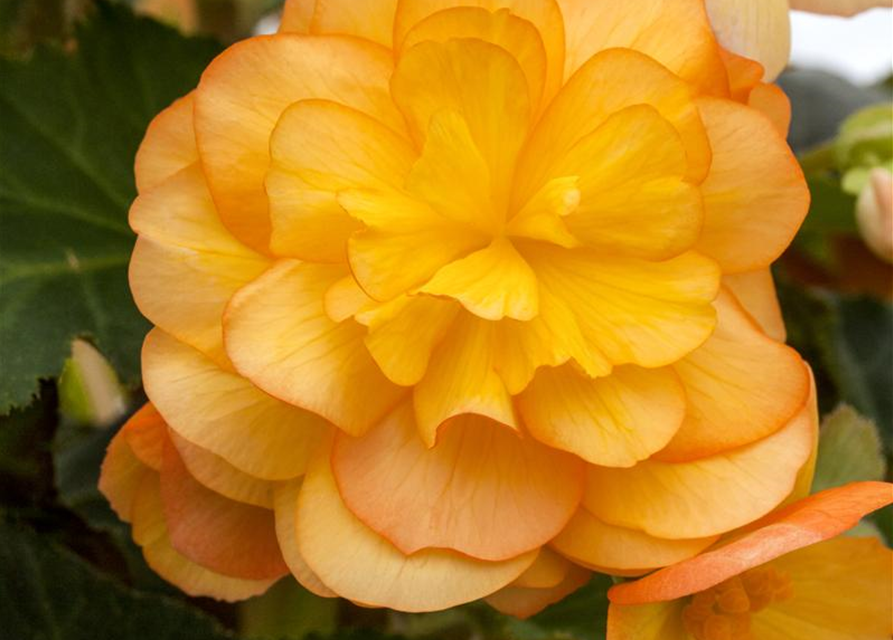 Girlanden-Begonie 'Illumination® Apricot'