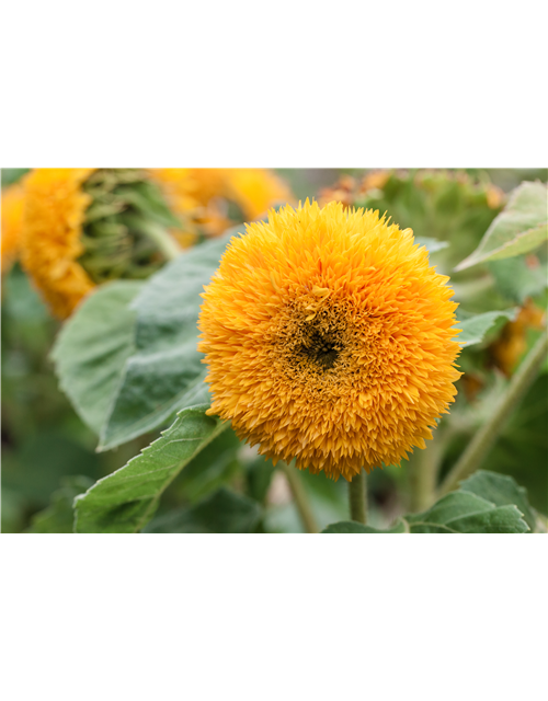 Sonnenblume 'Gelber Knirps'