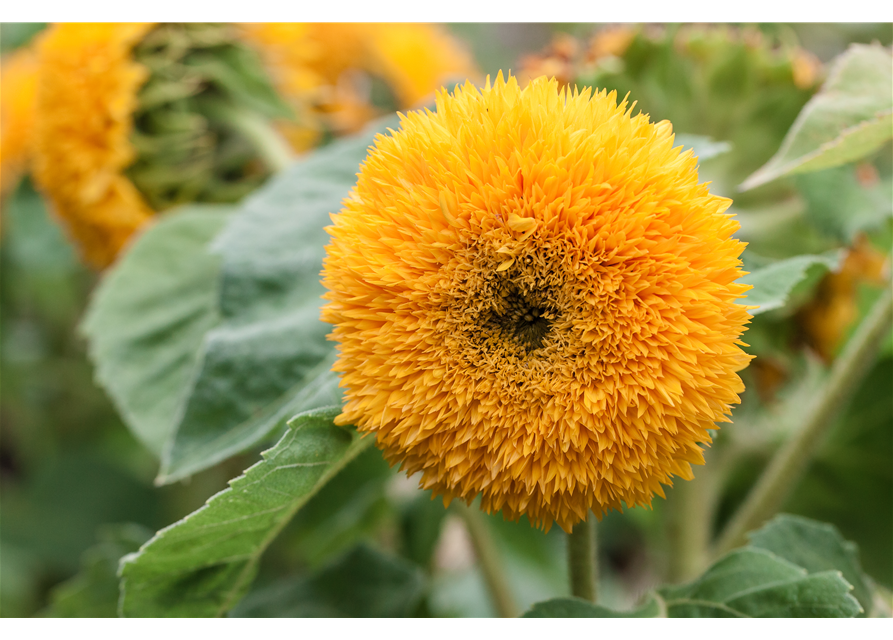 Sonnenblume 'Gelber Knirps'