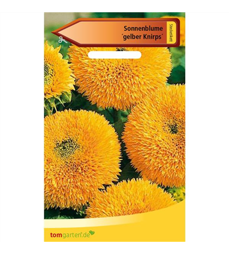 Sonnenblume 'Gelber Knirps'