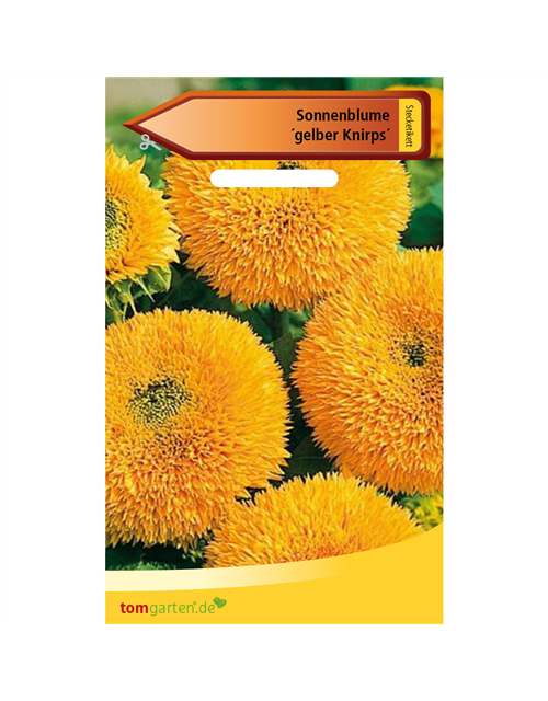 Sonnenblume 'Gelber Knirps'