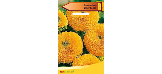 Sonnenblume 'Gelber Knirps'