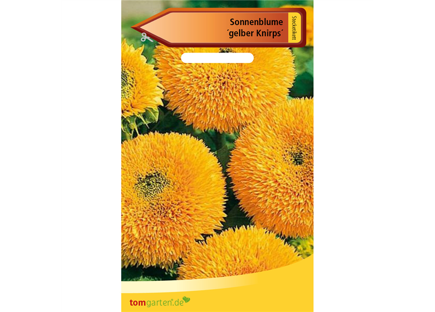 Sonnenblume 'Gelber Knirps'