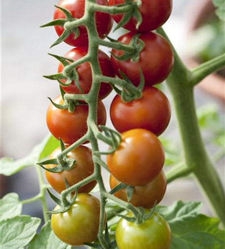 Tomate 'Philovita F1'