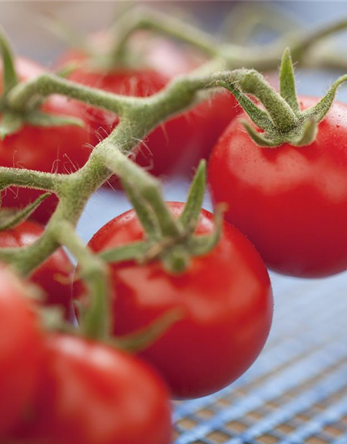 Tomate 'Philovita F1'