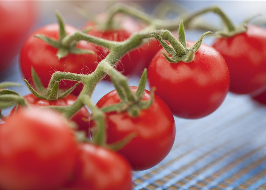 Tomate 'Philovita F1'