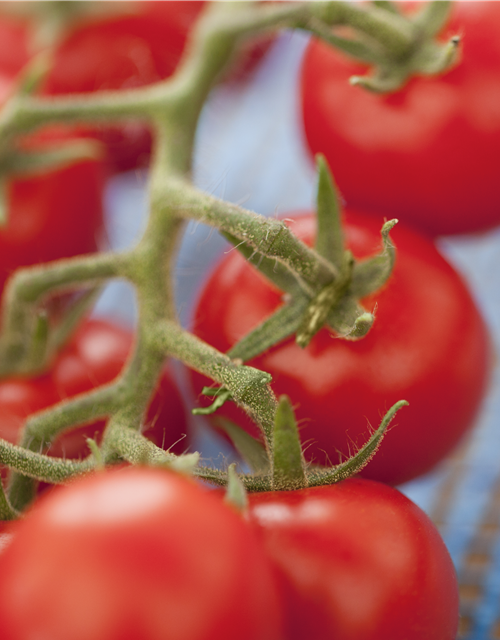 Tomate 'Philovita F1'