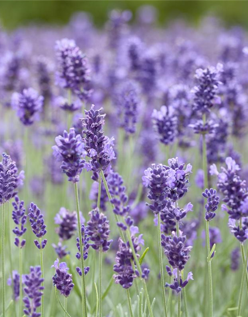 Echter Lavendel 'Hidcote Blue'