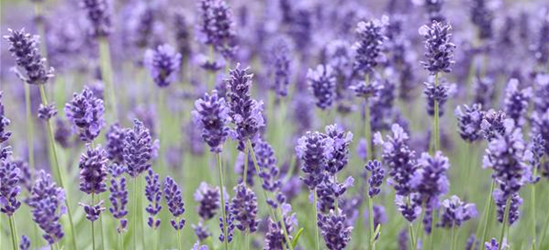 Echter Lavendel 'Hidcote Blue'