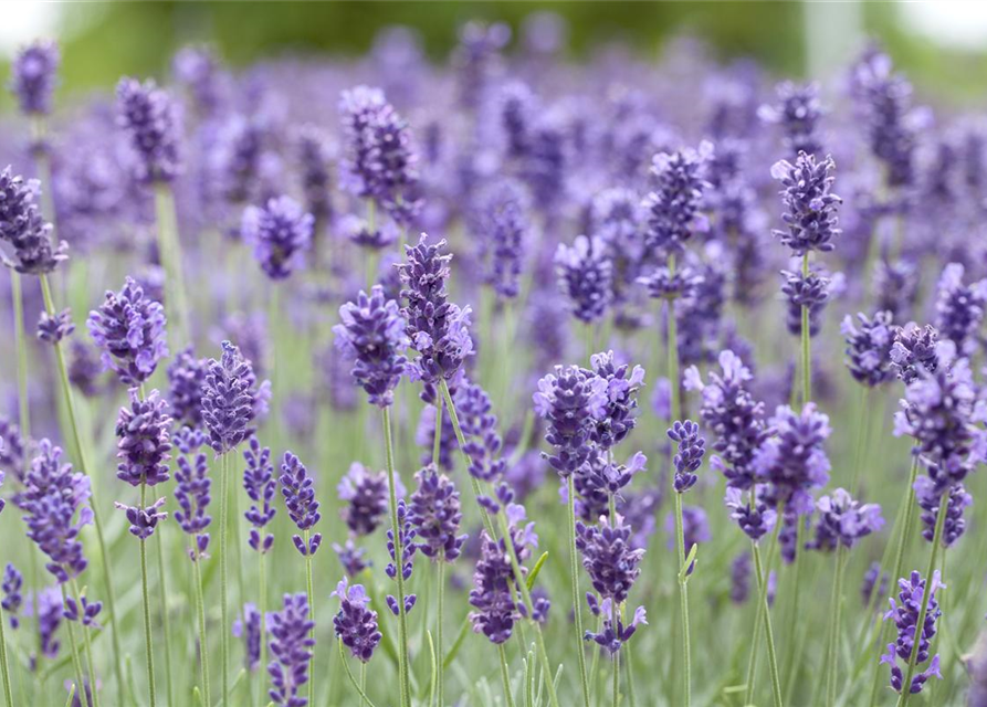 Echter Lavendel 'Hidcote Blue'